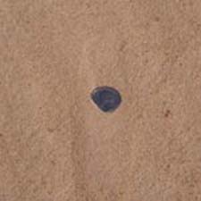 Foundry or Blond Sand